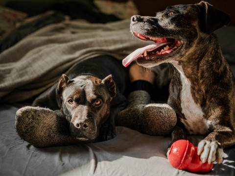 Dogs aren't registered, taxes aren't paid. ONT host blames pet owners for the lack of dog parks