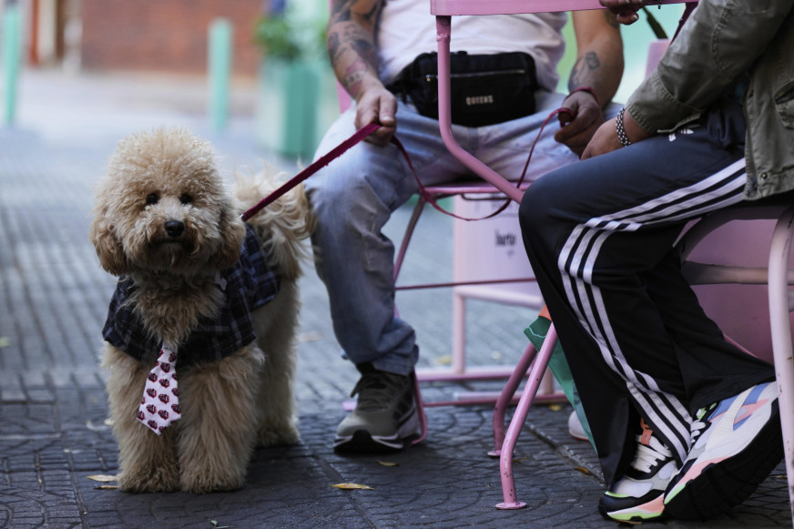Знайшлі дзве памылкі ў параўнанні правілаў утрымання сабакаў у Беларусі і Еўропе ад News.by