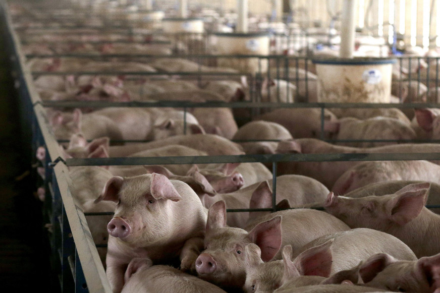 Swine fever, not bioweapons: What U.S. intelligence documents actually confirm