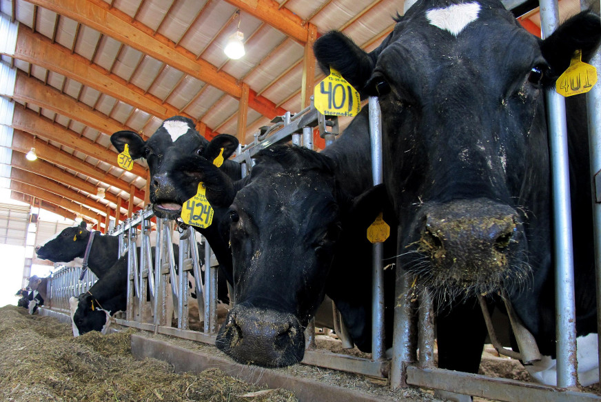 Is the EU requiring Latvia to slaughter a quarter of its dairy cows? WTF fact-checked the News.by report